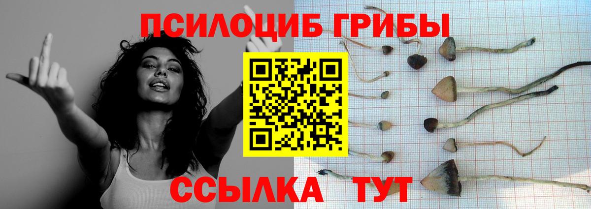 Галлюциногенные грибы Psilocybe Жигулёвск